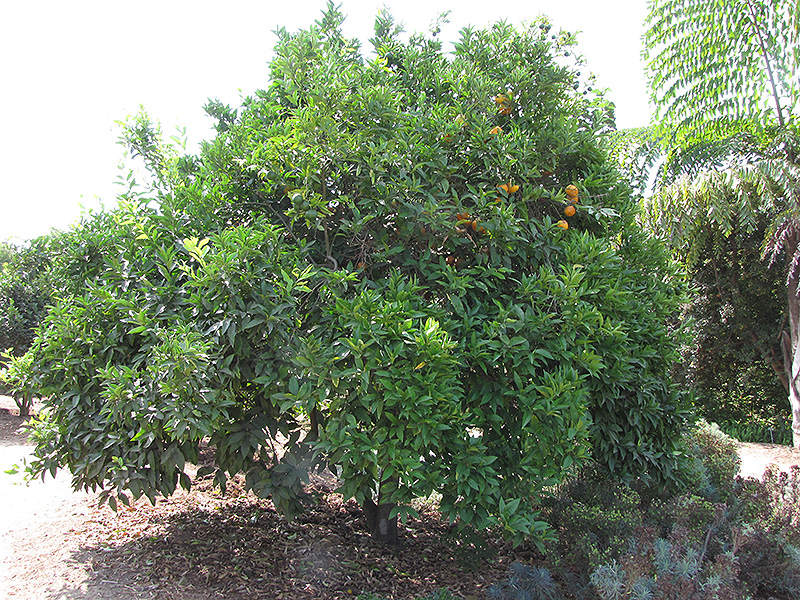 Tangor (Citrus reticulata x sinensis) at Roger's Gardens