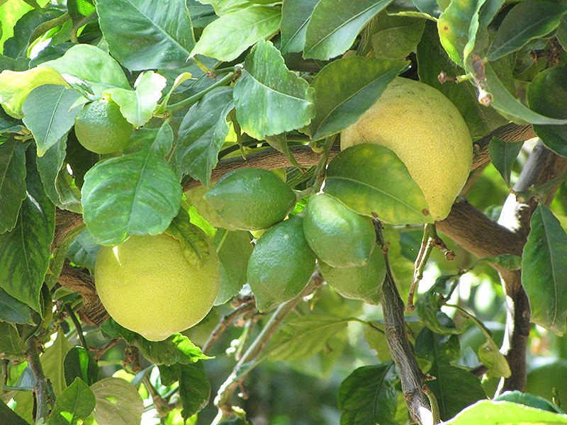 Eureka Lemon (Citrus limon 'Eureka') at Roger's Gardens