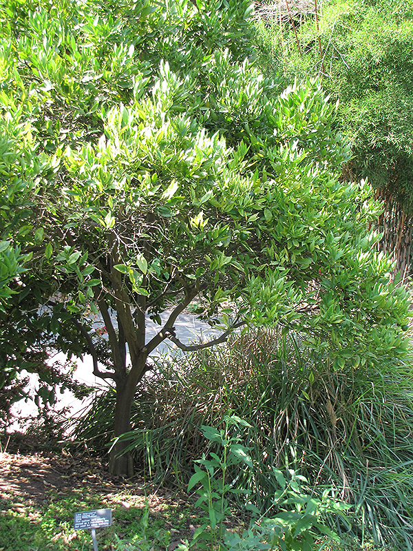 Lee Mandarin (Citrus reticulata 'Lee') at Roger's Gardens