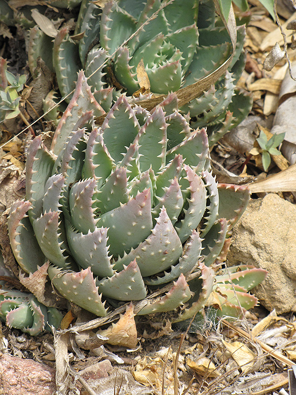 Short-leaved Aloe (Aloe brevifolia) at Roger's Gardens