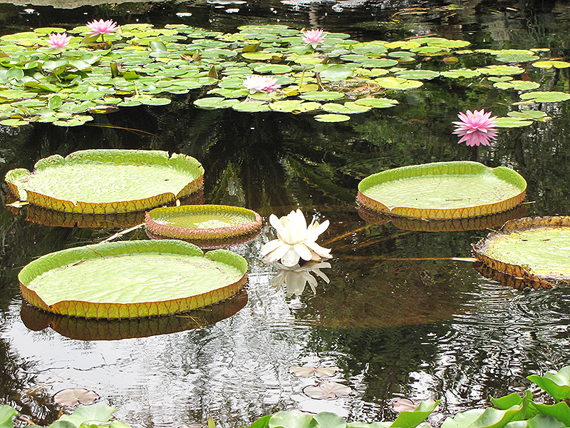 Giant Water Lily (Victoria amazonica) at Roger's Gardens