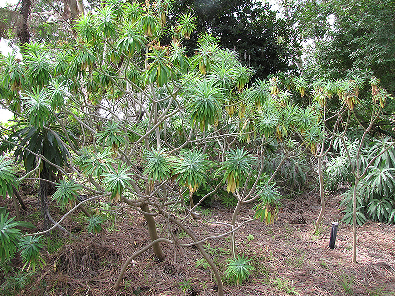 Tree Euphorbia (Euphorbia lambii) at Roger's Gardens