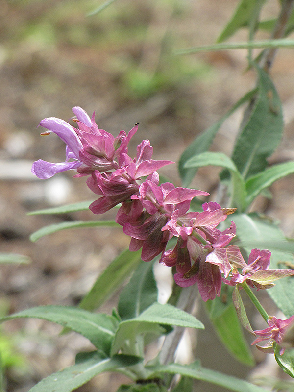 Canary Island Sage (Salvia canariensis) at Roger's Gardens