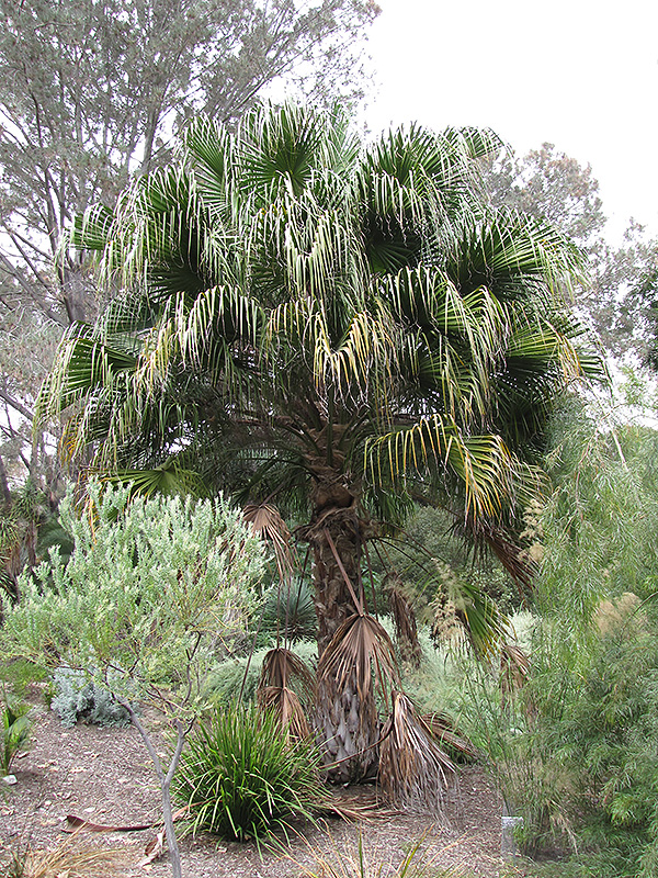 Ribbon Fan Palm (Livistona decora) at Roger's Gardens