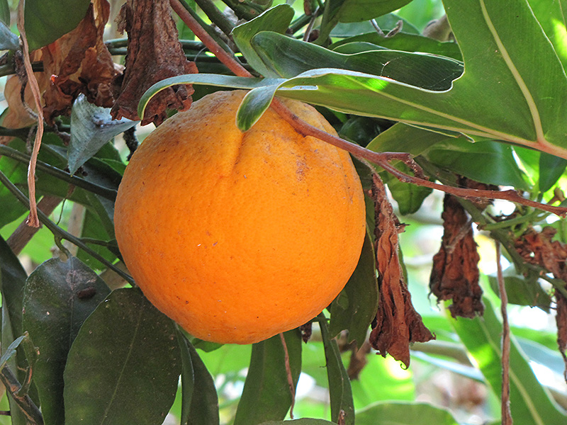 Cara Cara Navel Orange (Citrus sinensis 'Cara Cara') at Roger's Gardens
