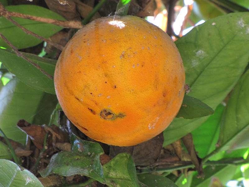 Fukumoto Navel Orange (Citrus sinensis 'Fukumoto') at Roger's Gardens