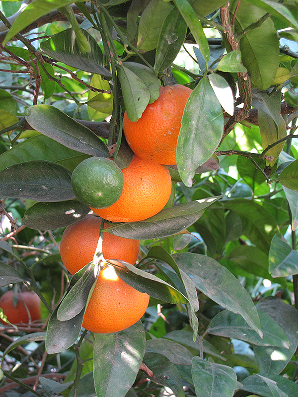 Honey Tangerine (Citrus reticulata 'Honey') at Roger's Gardens