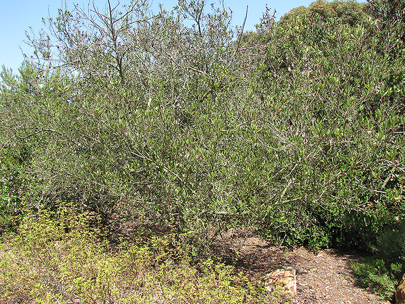 Tree Lilac (Ceanothus arboreus) at Roger's Gardens