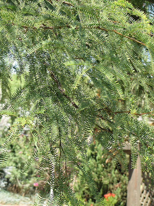 Thornless Chilean Mesquite (Prosopis chilensis 'Thornless') at Roger's Gardens
