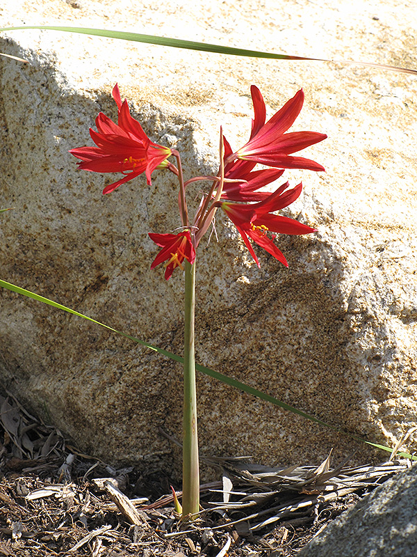 Oxblood Lily (Rhodophiala bifida) at Roger's Gardens
