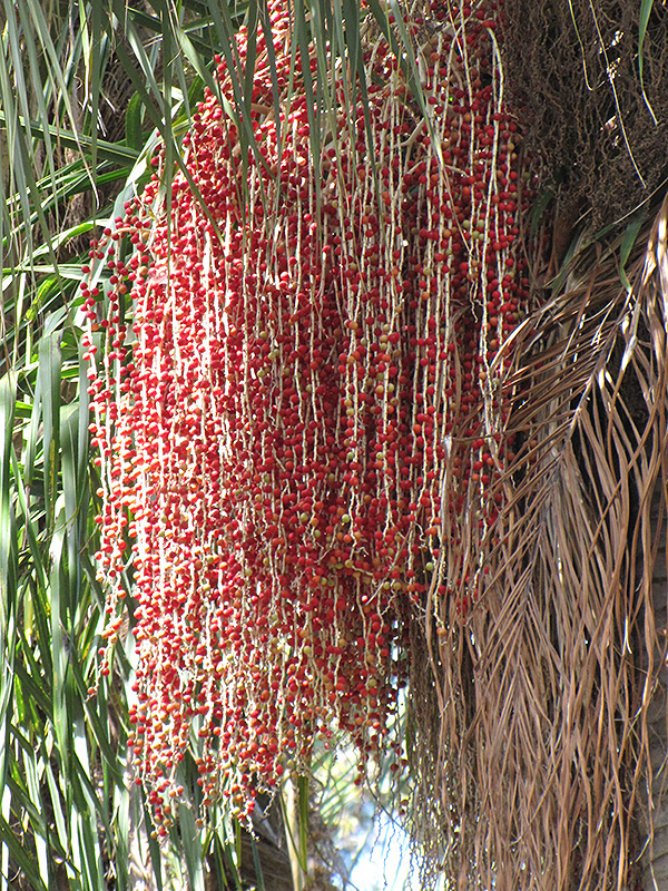 Christmas Palm (Veitchia merrillii) at Roger's Gardens
