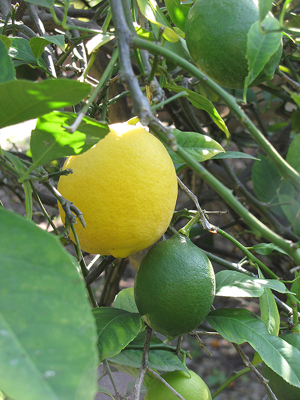 Improved Meyer Lemon (Citrus x meyeri 'Meyer Improved') at Roger's Gardens