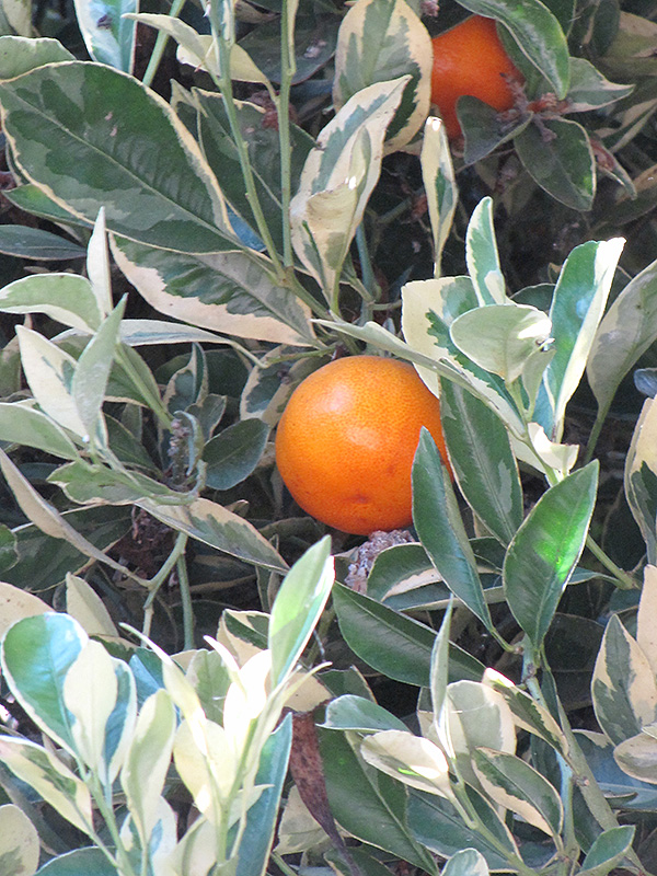 Variegated Calamondin (Citrofortunella x mitis 'Variegata') in Orange