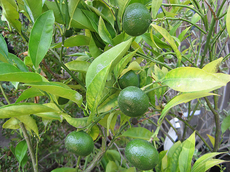 Kinokuni Mandarin Orange (Citrus kinokuni) at Roger's Gardens