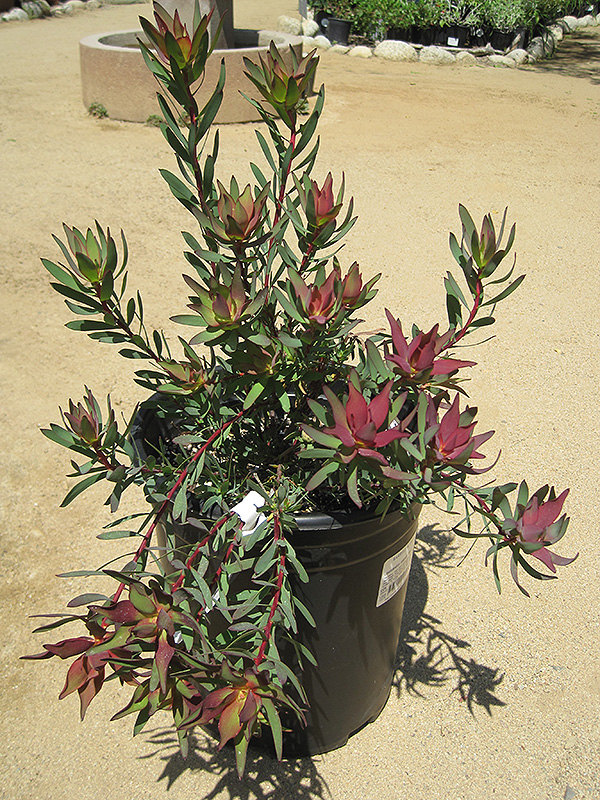 Blush Conebush (Leucadendron salignum 'Blush') at Roger's Gardens