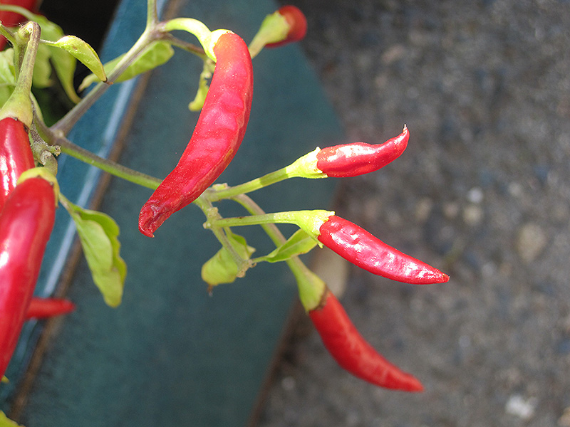 Thai Super Chili Pepper (Capsicum annuum 'Thai Super Chili') at Roger's Gardens