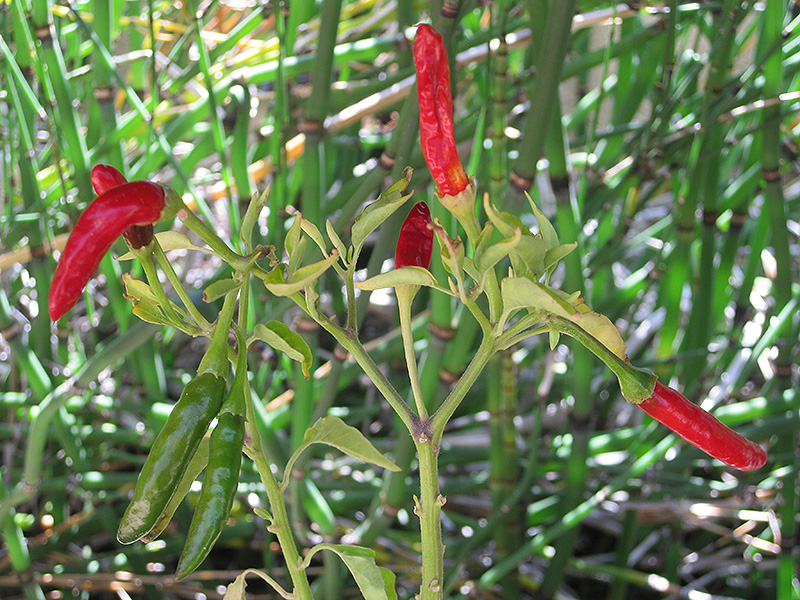 Chile de Arbol (Capsicum annuum 'Chile de Arbol') at Roger's Gardens
