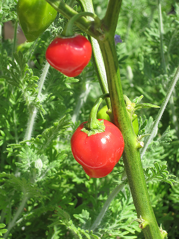 Caribbean Red Pepper (Capsicum chinense 'Caribbean Red') at Roger's Gardens