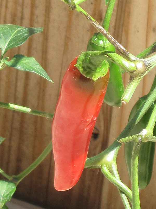 Serrano Hot Pepper (Capsicum annuum 'Serrano') at Roger's Gardens