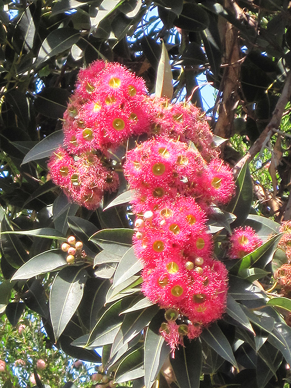 Red-flowering Gum (Corymbia ficifolia) at Roger's Gardens