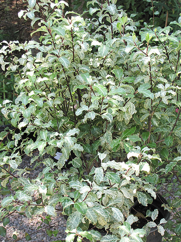Irene Patterson Kohuhu (Pittosporum tenuifolium 'Irene Patterson') at Roger's Gardens