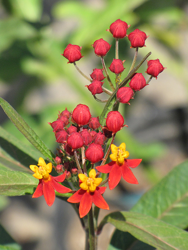 Wildfire Milkweed (Asclepias curassavica 'Wildfire') at Roger's Gardens
