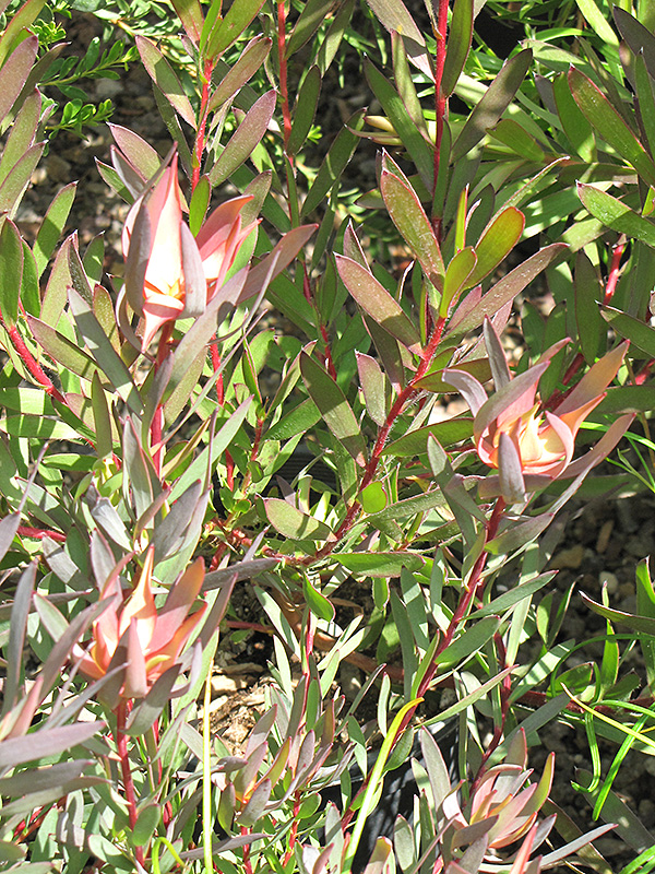 Summer Red Conebush (Leucadendron salignum 'Summer Red') at Roger's Gardens