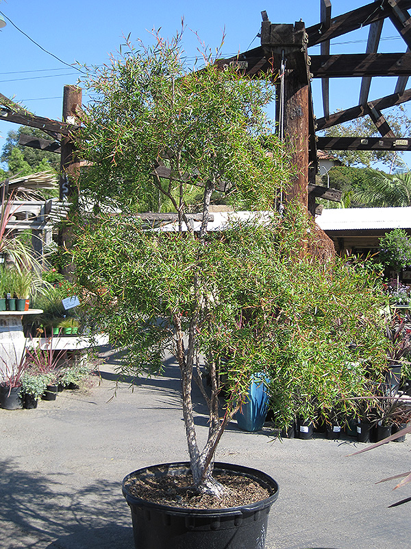 Lemon Scented Tea-Tree (Leptospermum petersonii) at Roger's Gardens