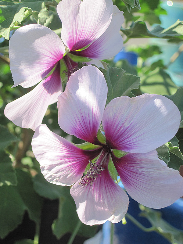 Tree Mallow (Lavatera bicolor) at Roger's Gardens