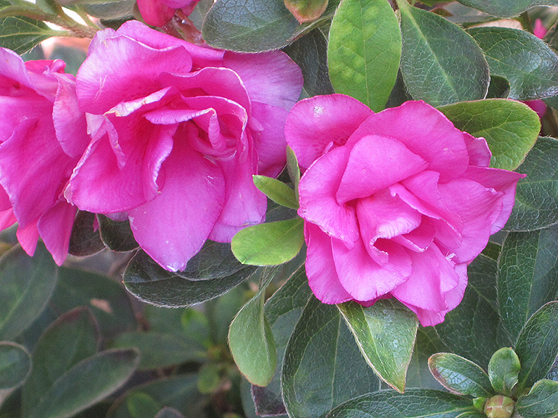 Happy Days Azalea (Rhododendron 'Happy Days') at Roger's Gardens