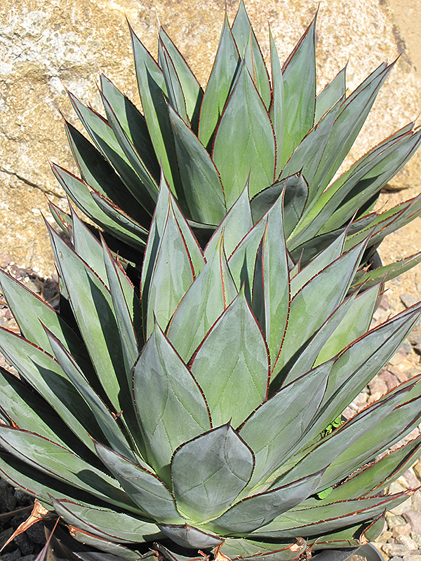 Blue Glow Agave (Agave 'Blue Glow') at Roger's Gardens