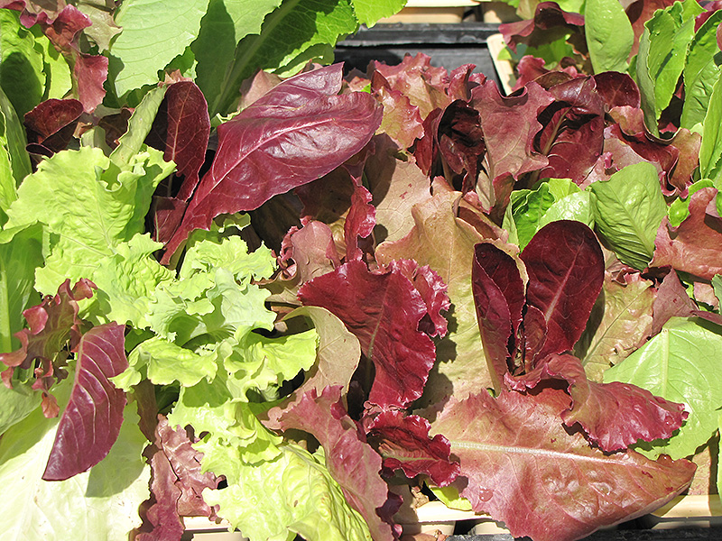 Gourmet Salad Blend Lettuce (Lactuca sativa var. crispa 'Gourmet Salad Blend') at Roger's Gardens