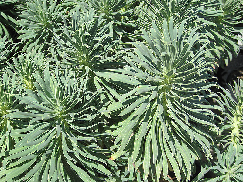 Wulfenii Mediterranean Spurge (Euphorbia characias ssp. wulfenii) at Roger's Gardens
