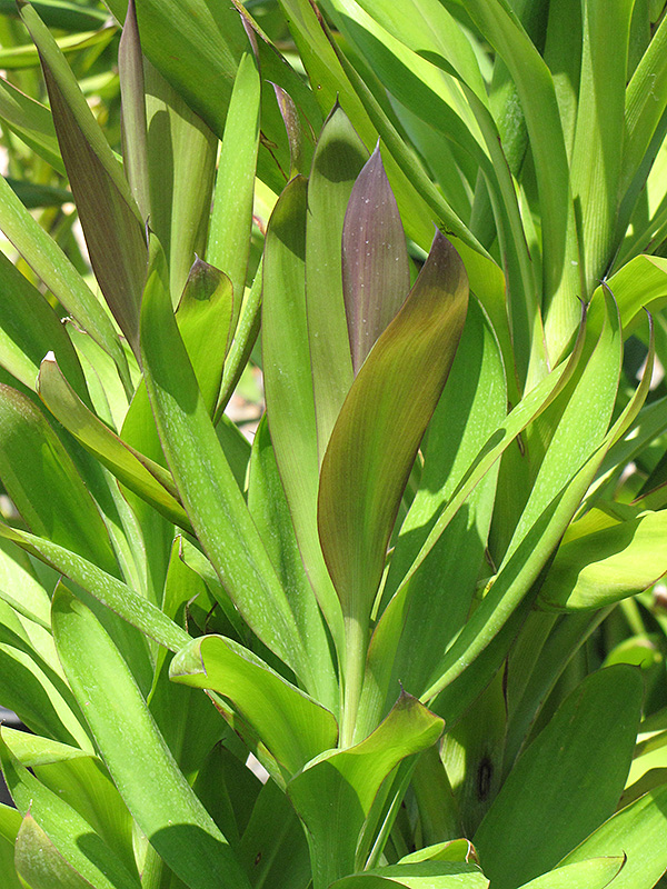 Soledad Purple Hawaiian Ti Plant (Cordyline fruticosa 'Soledad Purple') at Roger's Gardens
