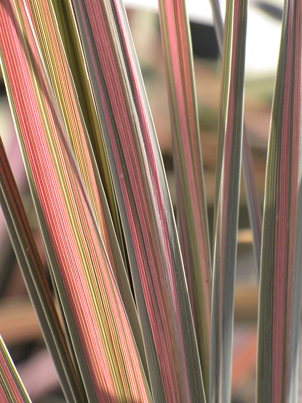 Pink Stripe Cabbage Palm (Cordyline australis 'Pink Stripe') at Roger's Gardens