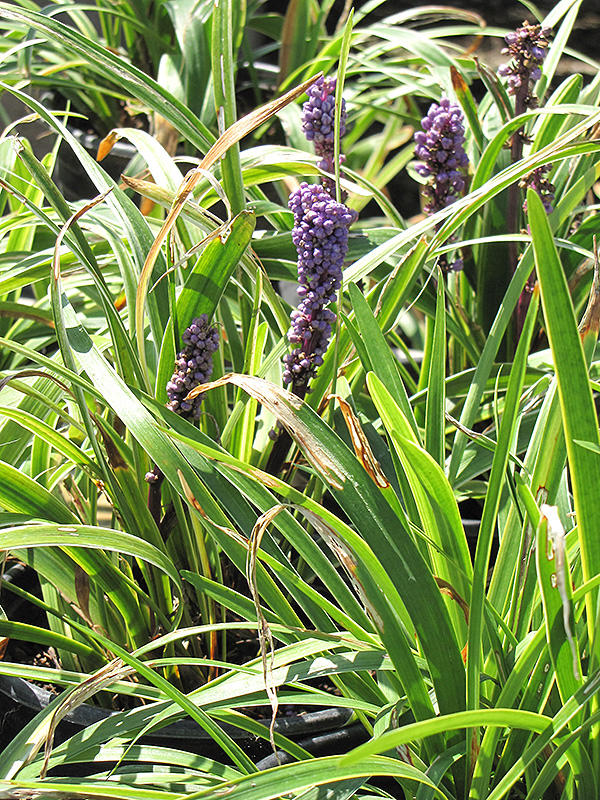 Gold Band Lily Turf (Liriope muscari 'Gold Band') at Roger's Gardens
