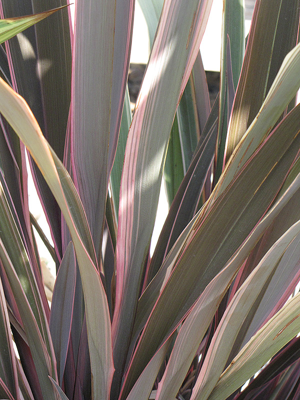 Pink Stripe New Zealand Flax (Phormium 'Pink Stripe') at Roger's Gardens