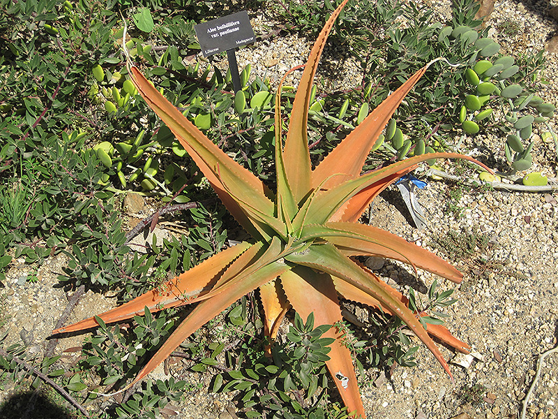 Paulian Aloe (Aloe bulbillifera var. paulianae) at Roger's Gardens