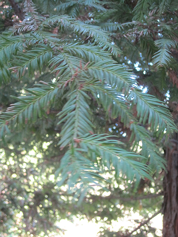 Aptos Blue Coast Redwood (Sequoia sempervirens 'Aptos Blue') at Roger's Gardens