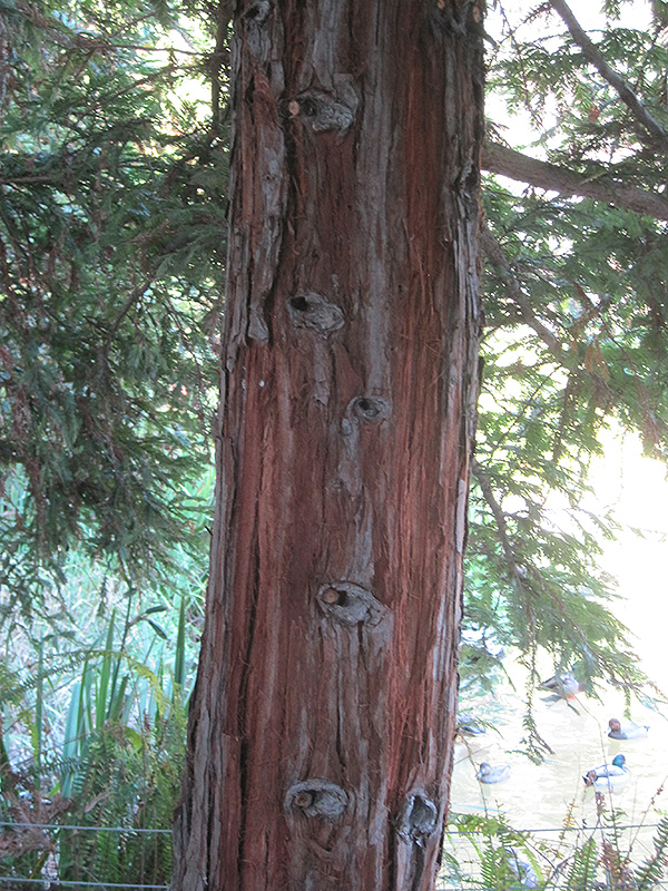 Aptos Blue Coast Redwood (Sequoia sempervirens 'Aptos Blue') at Roger's Gardens