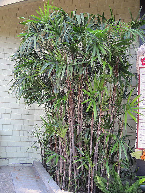 Slender Lady Palm (Rhapis humilis) at Roger's Gardens