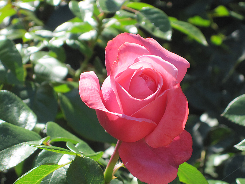 Pink Flamingo Rose (Rosa 'Meikolyma') at Roger's Gardens
