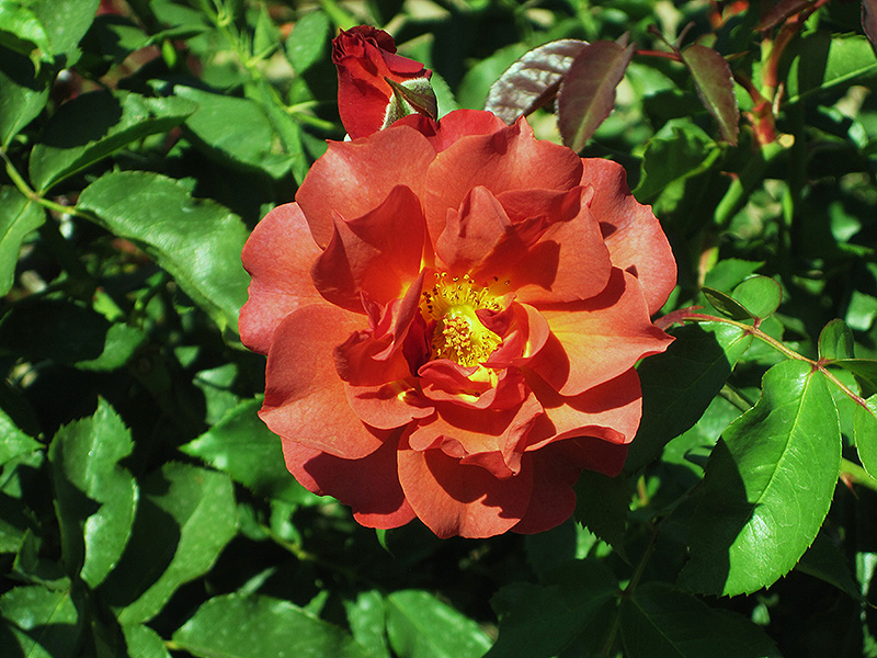 Cinco de Mayo Rose (Rosa 'Cinco de Mayo') at Roger's Gardens