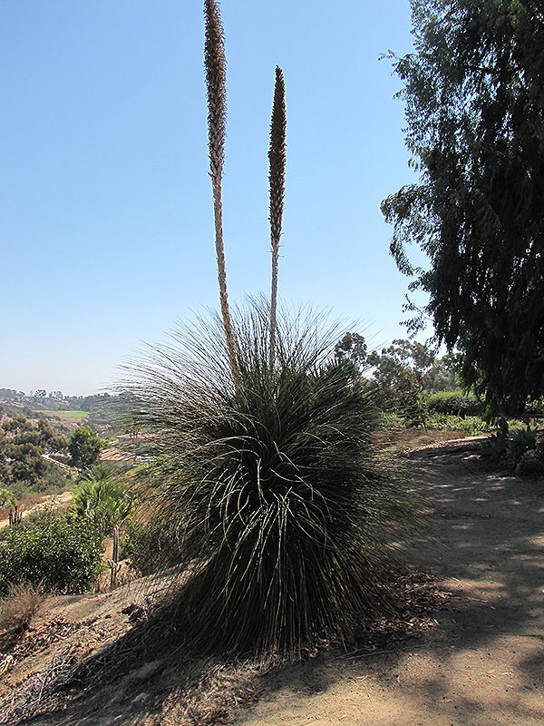 Mexican Grass Tree (Dasylirion quadrangulatum) at Roger's Gardens