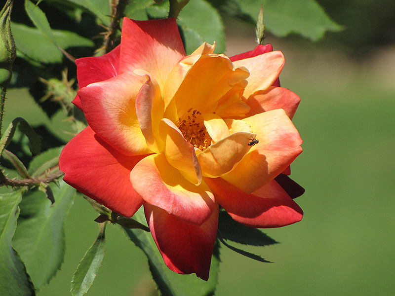 Joseph's Coat Rose (Rosa 'Joseph's Coat') at Roger's Gardens
