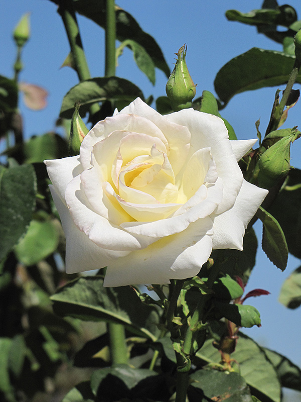 Honor Rose (Rosa 'Honor') at Roger's Gardens