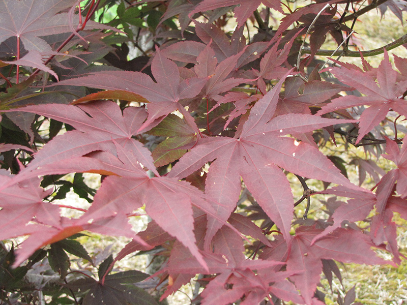 Red Emperor Japanese Maple (Acer palmatum 'Red Emperor') at Roger's Gardens