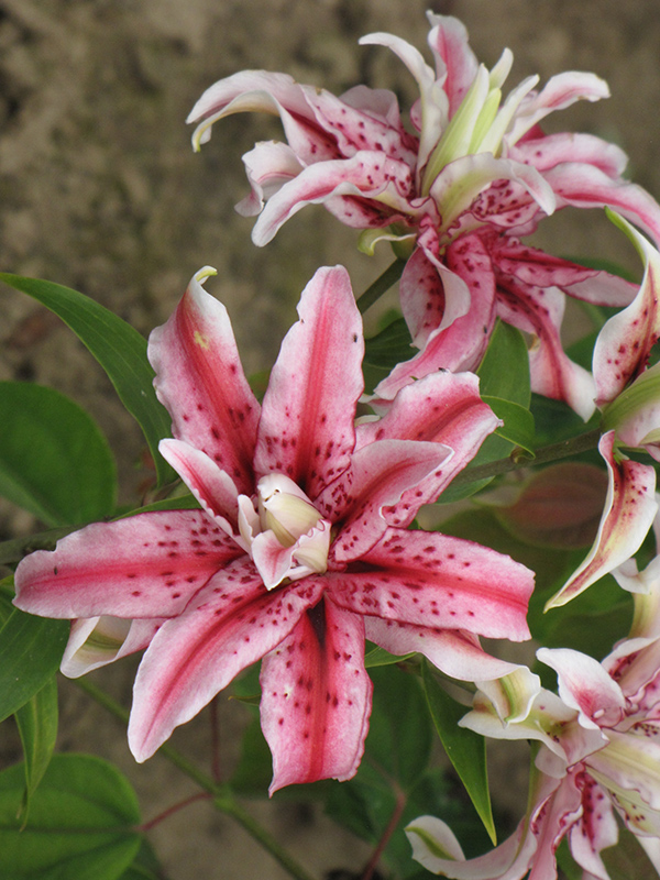 Magic Star Lily (Lilium 'Magic Star') at Roger's Gardens