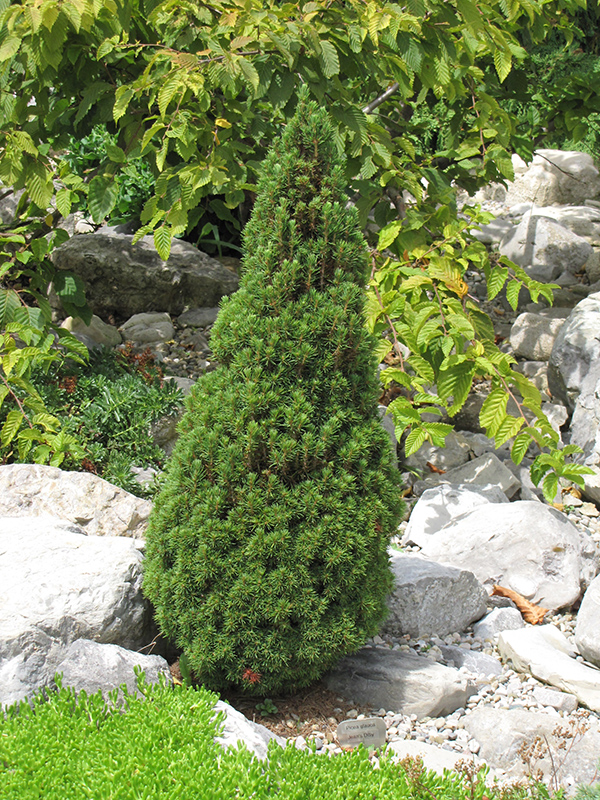 Jean's Dilly Spruce (Picea glauca 'Jean's Dilly') at Roger's Gardens