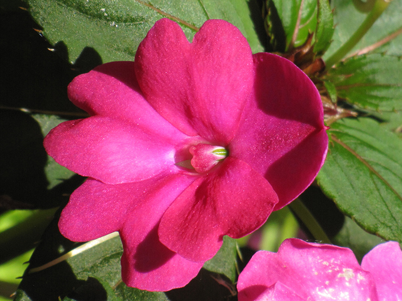 Infinity Dark Pink New Guinea Impatiens (Impatiens hawkeri 'Infinity Dark Pink') at Roger's Gardens